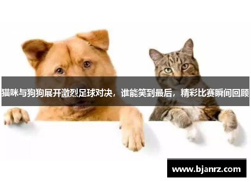 猫咪与狗狗展开激烈足球对决，谁能笑到最后，精彩比赛瞬间回顾